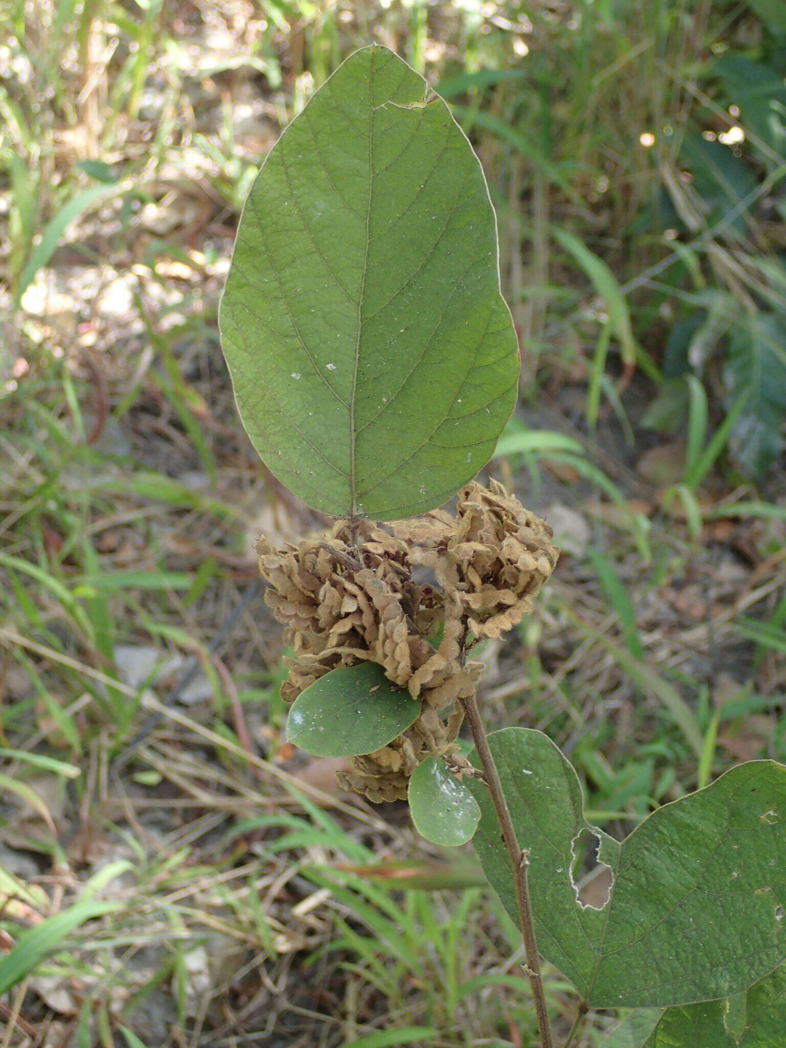 Image of Polhillides velutina