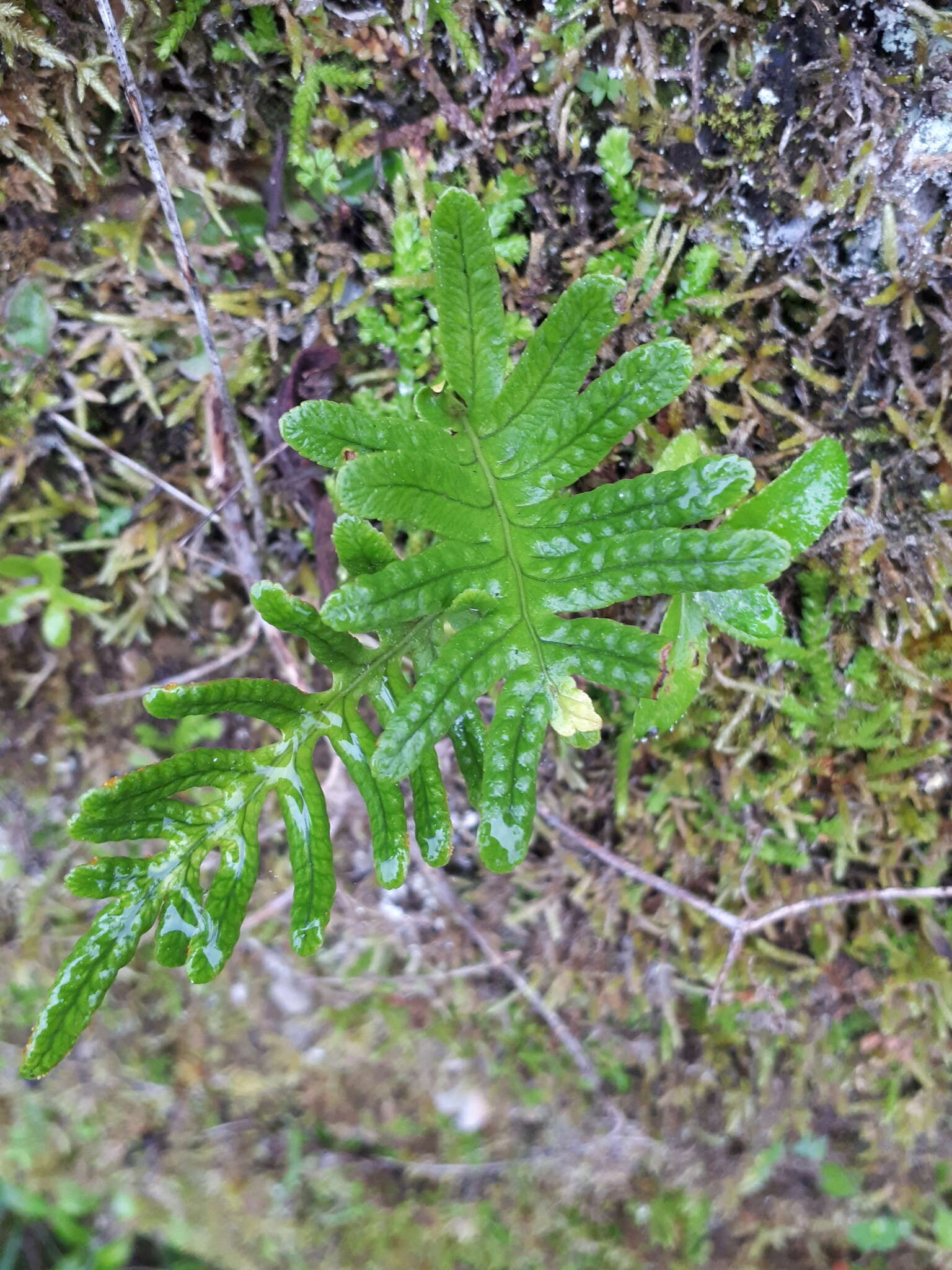 Polypodium cambricum L.的圖片