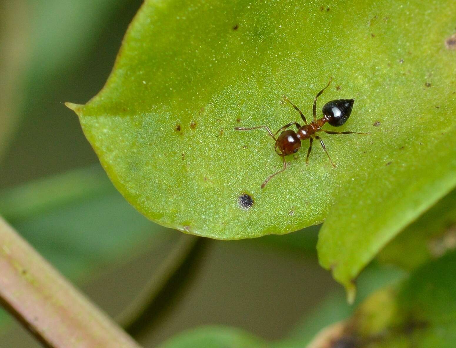 Image of Crematogaster punctulata Emery 1895