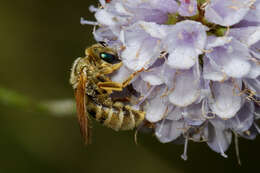 Image of Golden Furrow Bee
