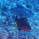 Image of West-African Parrotfish