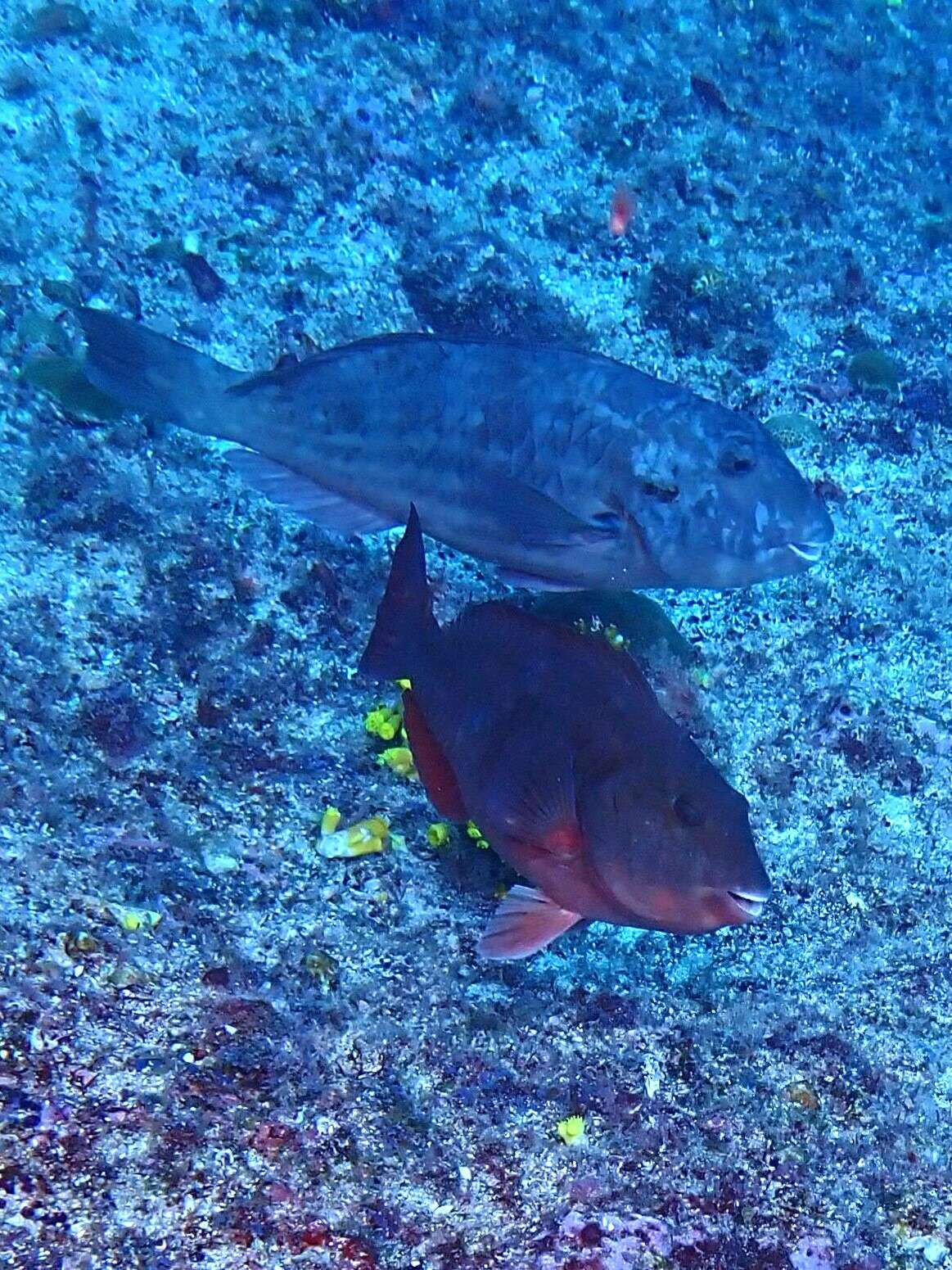 Image of West-African Parrotfish