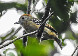 Image of Sooretama Slaty Antshrike