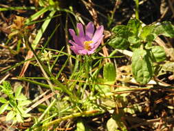 Image of Pinewoods Rose-Gentian