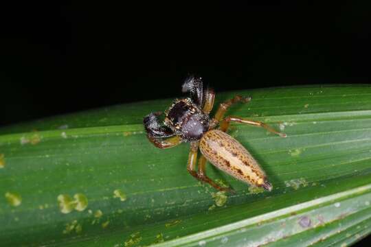 Image of Bavia sexpunctata (Doleschall 1859)