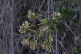 Image of Baccharis racemosa (Ruiz & Pav.) DC.