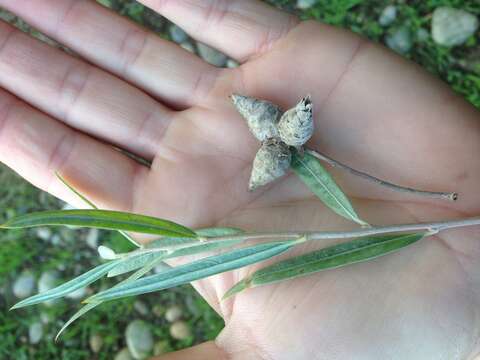 Image of Willow Pinecone Gall Midge