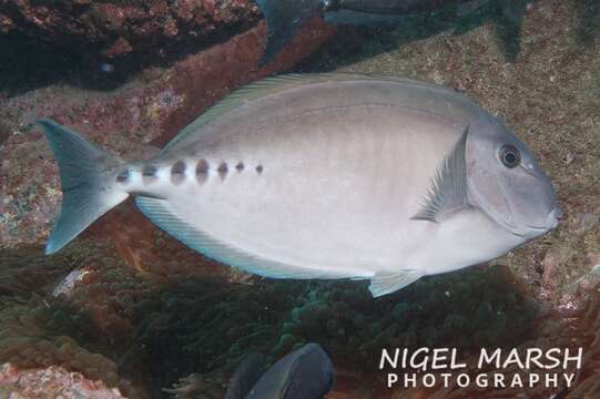 Image of Sawtail surgeonfish