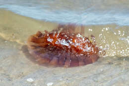 Image of sea nettle