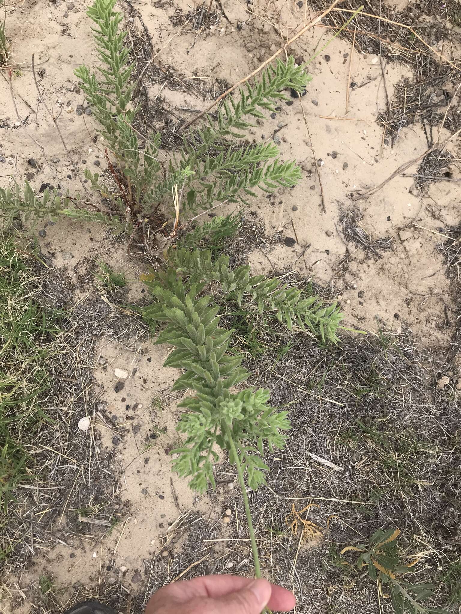 Слика од Oenothera cinerea (Wooton & Standl.) W. L. Wagner & Hoch