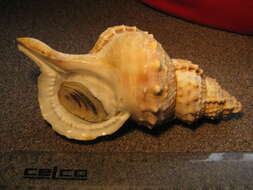 Image of giant frogsnail