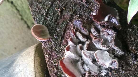 Image of Auricularia nigricans (Sw.) Birkebak, Looney & Sánchez-García 2013