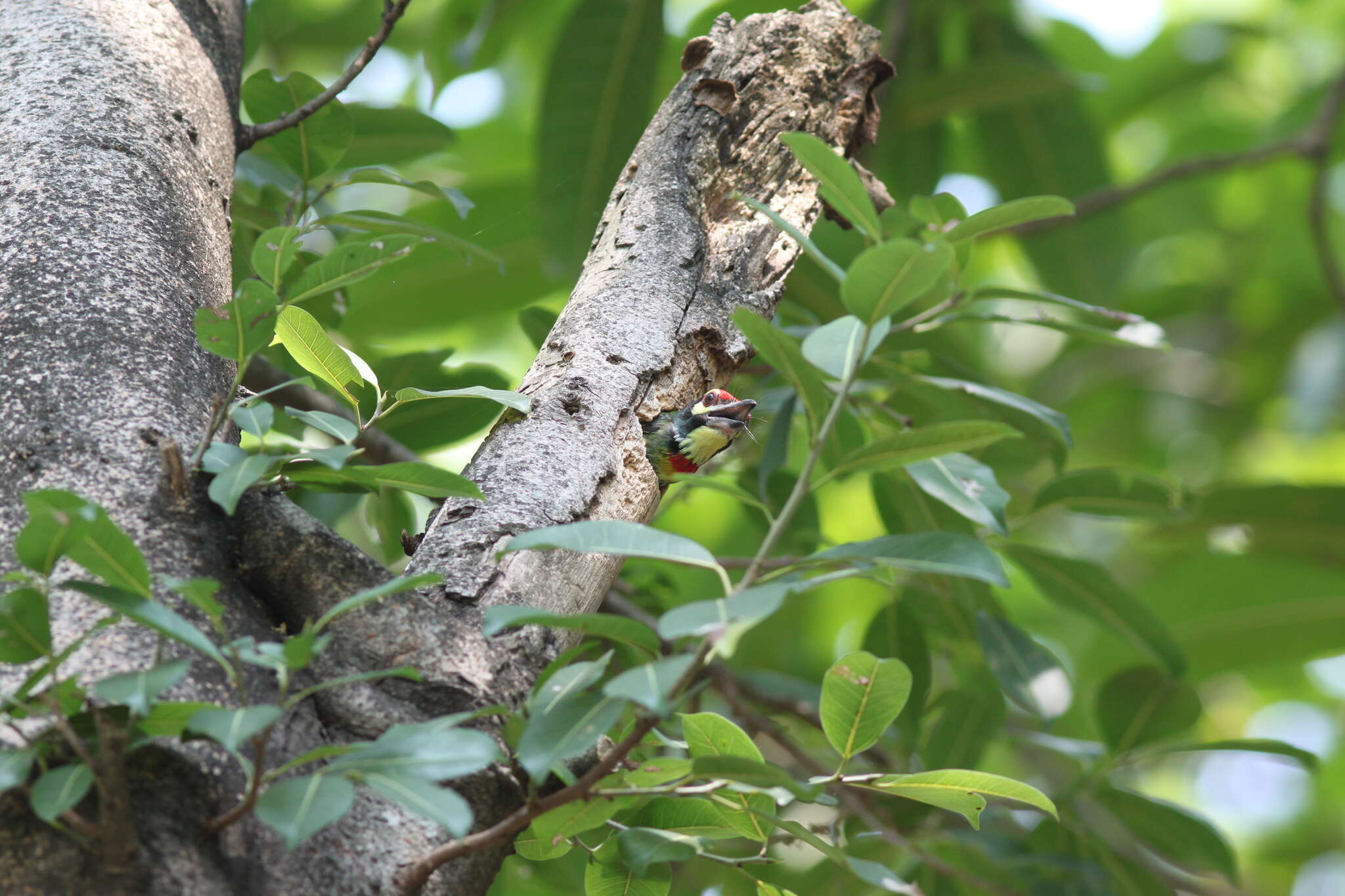 Psilopogon haemacephalus indicus (Latham 1790) resmi