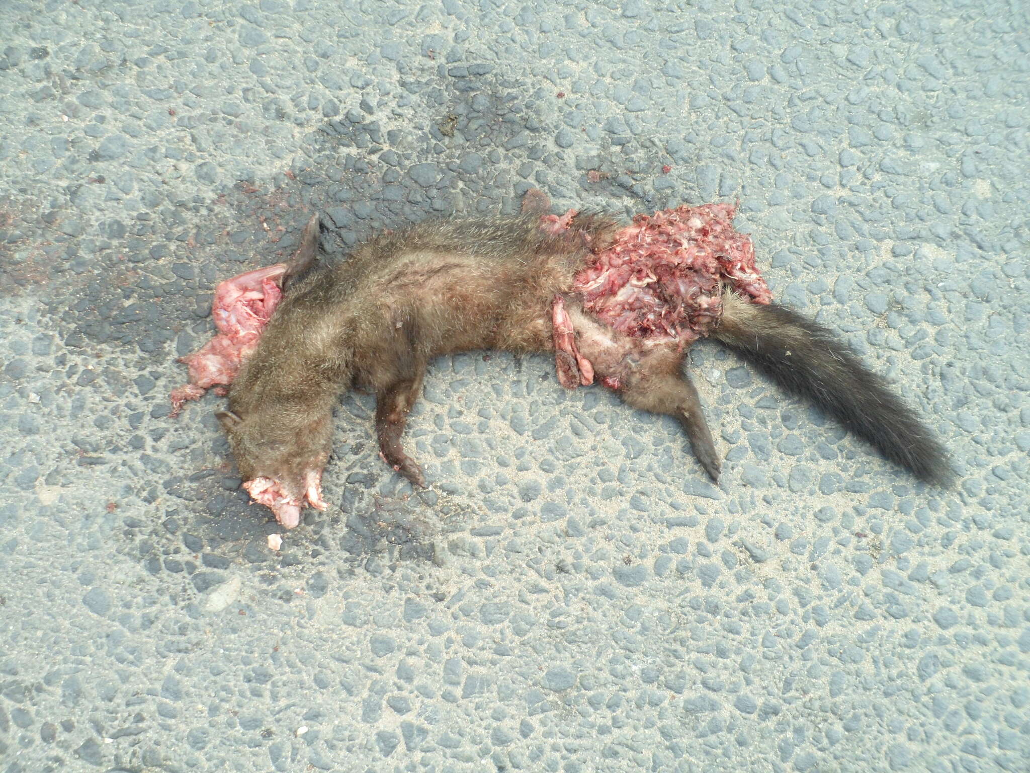 Image of Bushy-tailed Mongoose