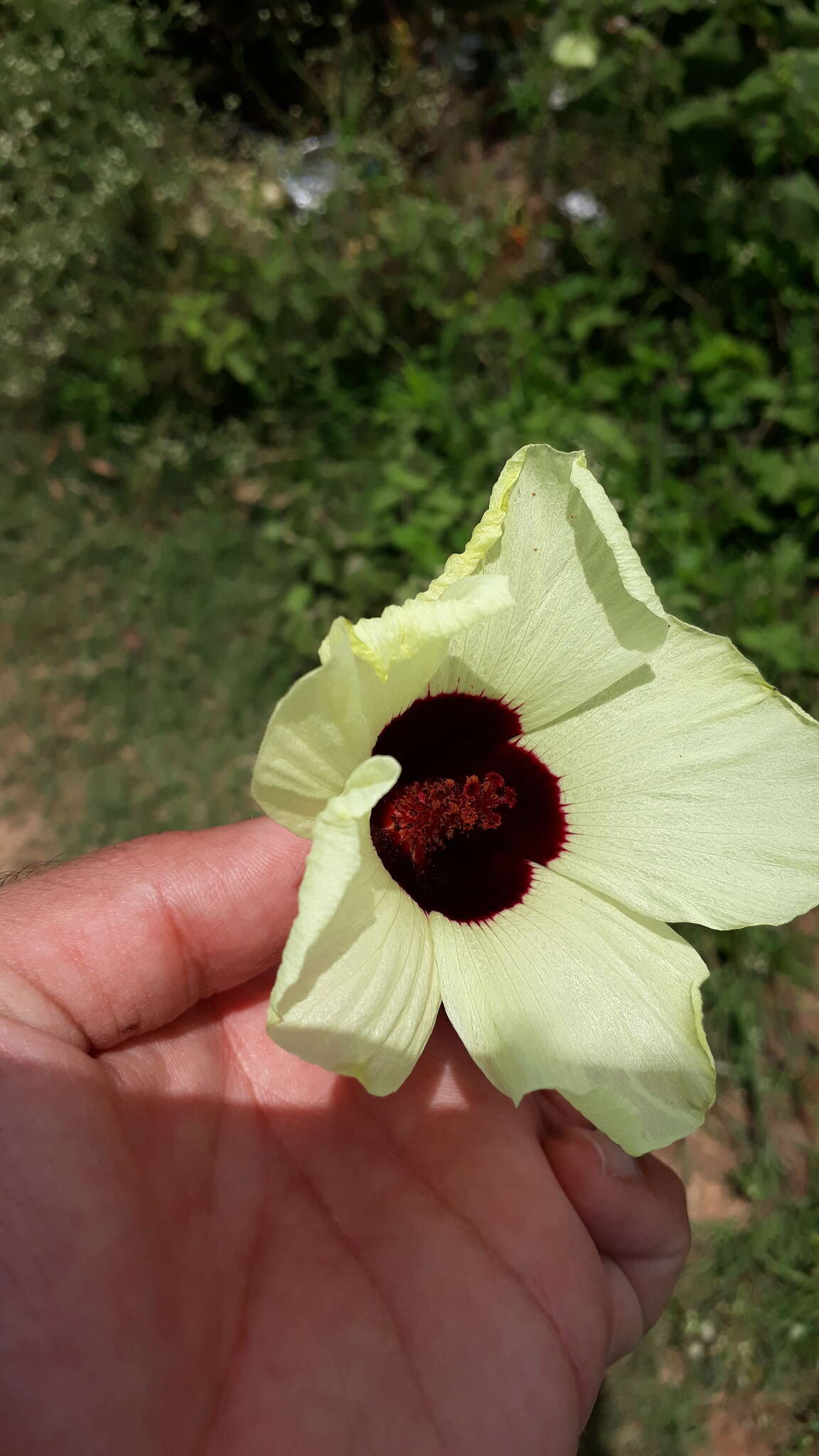 Hibiscus vitifolius L.的圖片