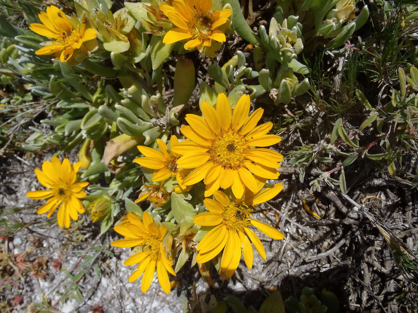 Image de Didelta carnosa var. tomentosa (Less.) Rössl.