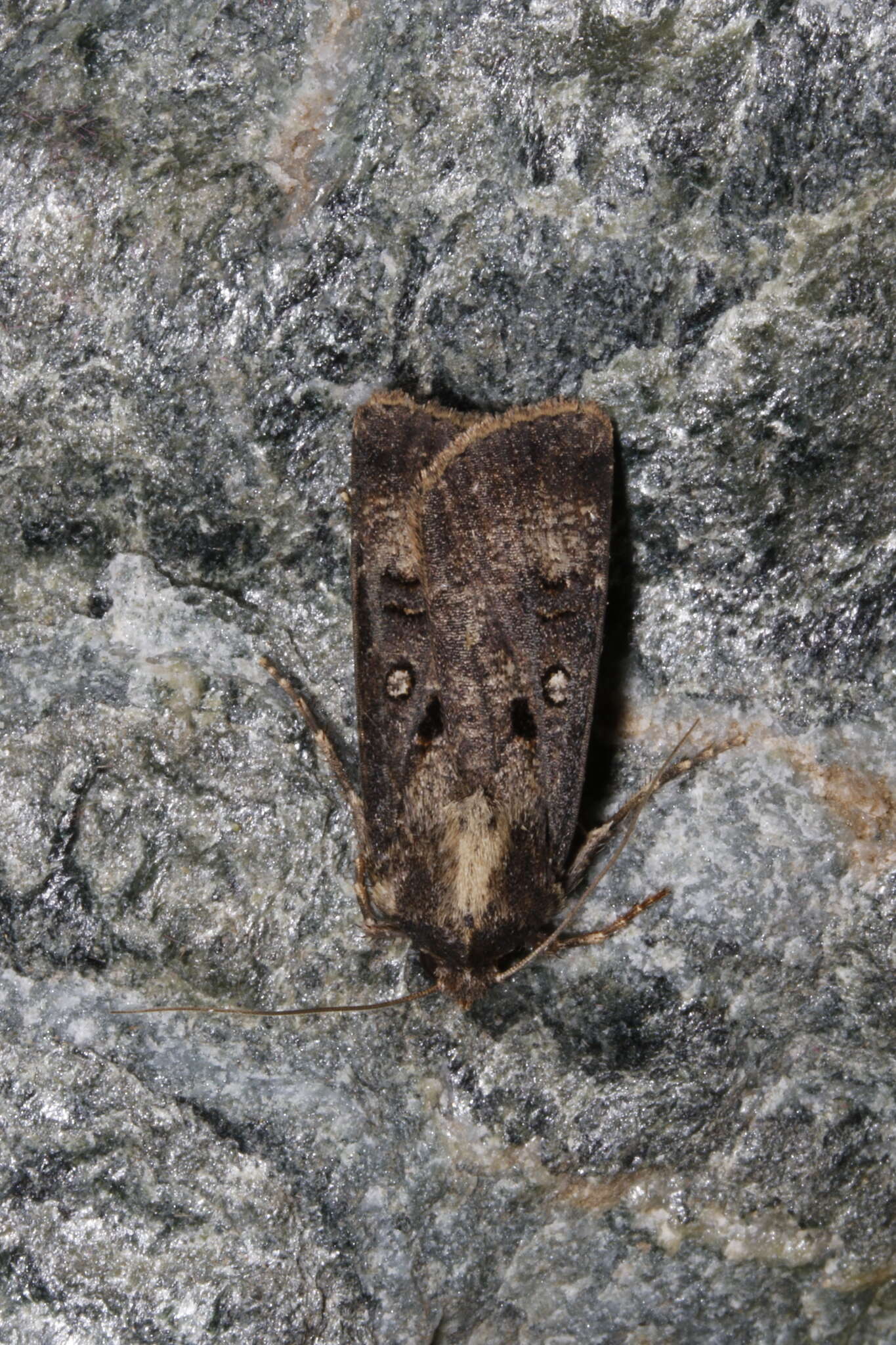 Image of Agrotis trux Hübner 1824