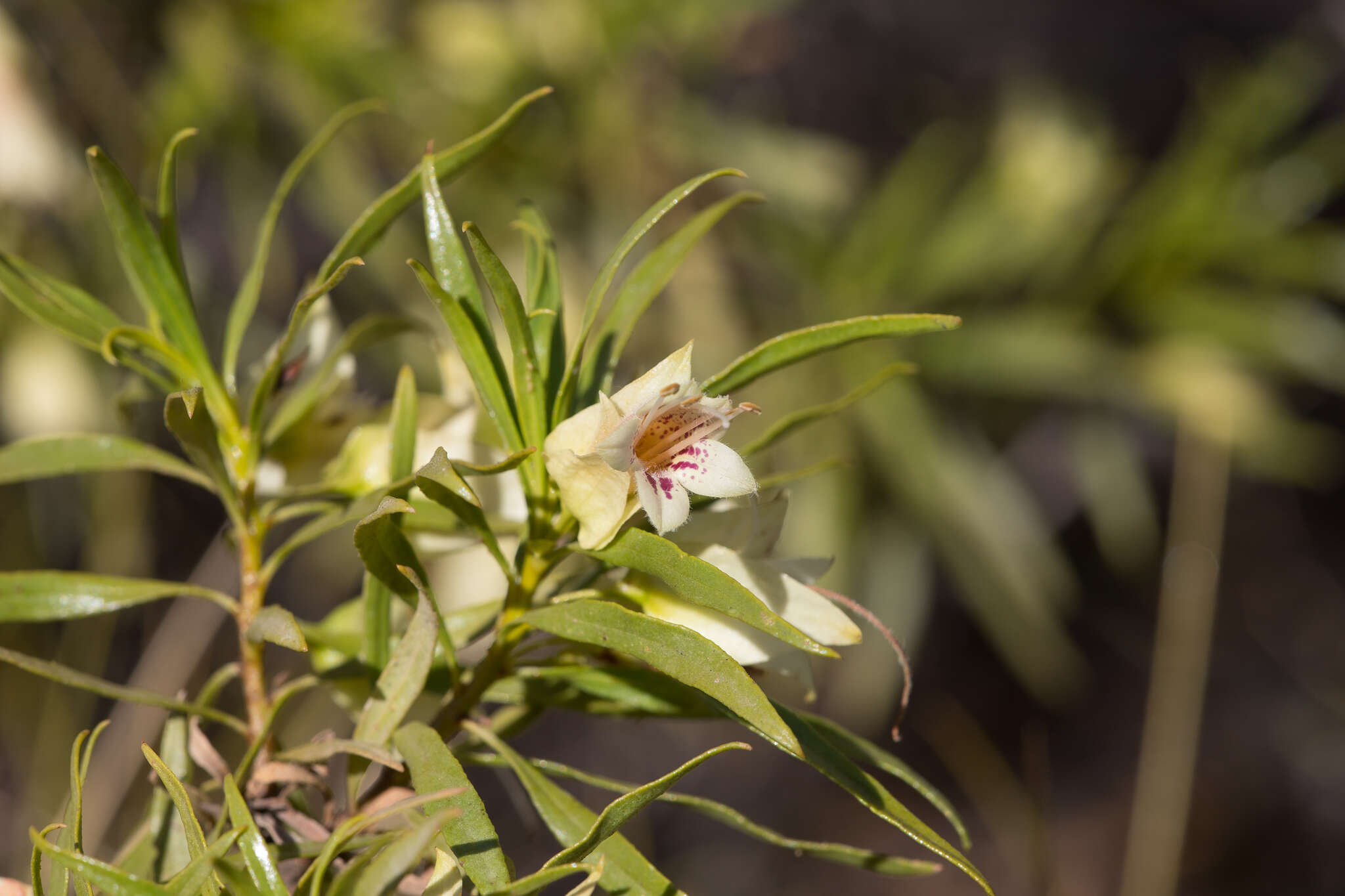 Image de Eremophila alatisepala R. J. Chinnock