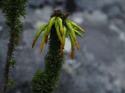 Image of Erica coccinea subsp. coccinea