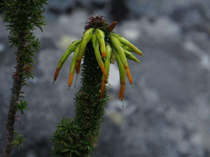 Image of Erica coccinea subsp. coccinea