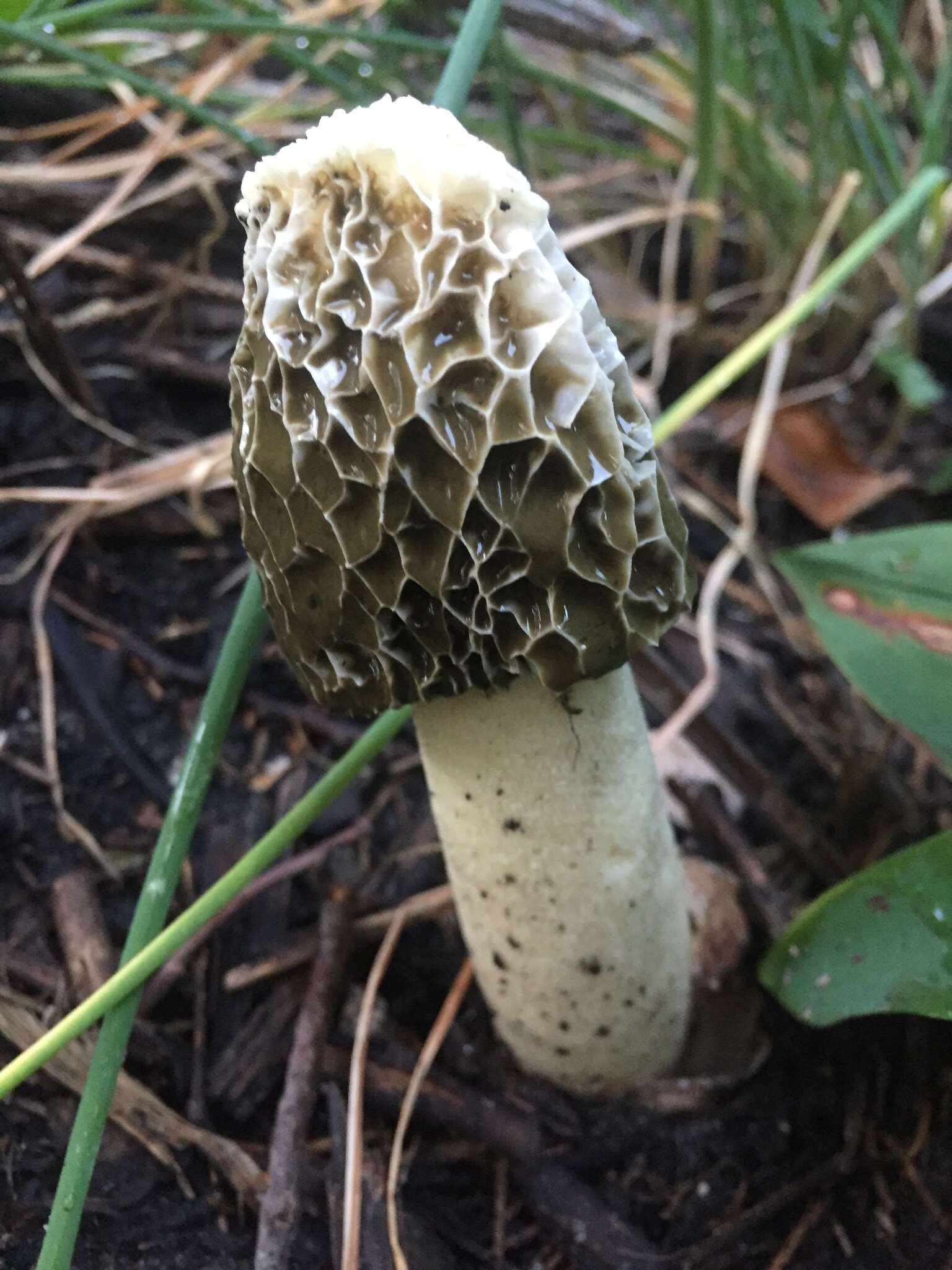 Image of Stinkhorn