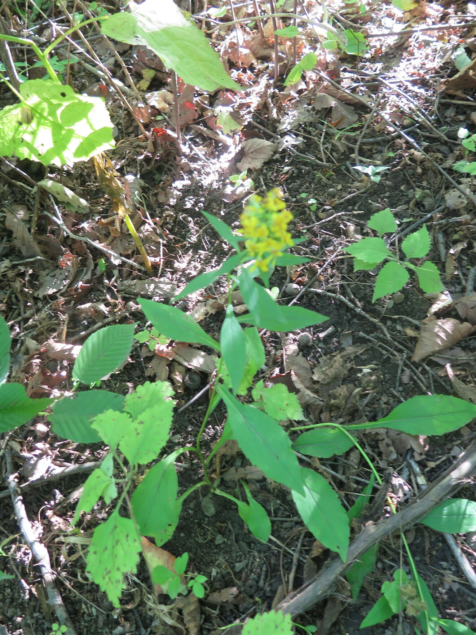 Image of Solidago pacifica Juz.