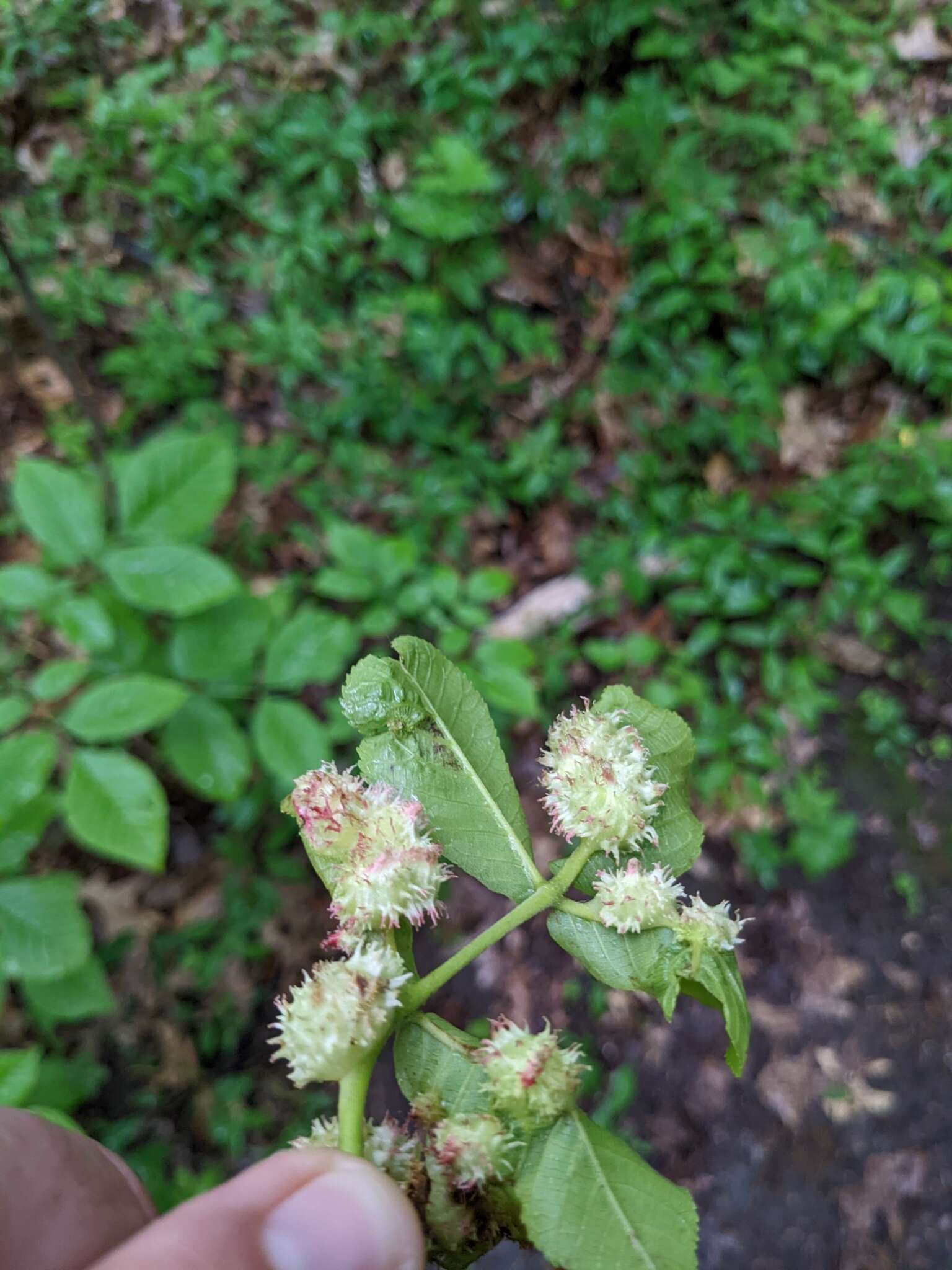 Phylloxera spinosa (Shimer 1869)的圖片