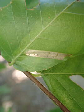 Image of Beech Midge