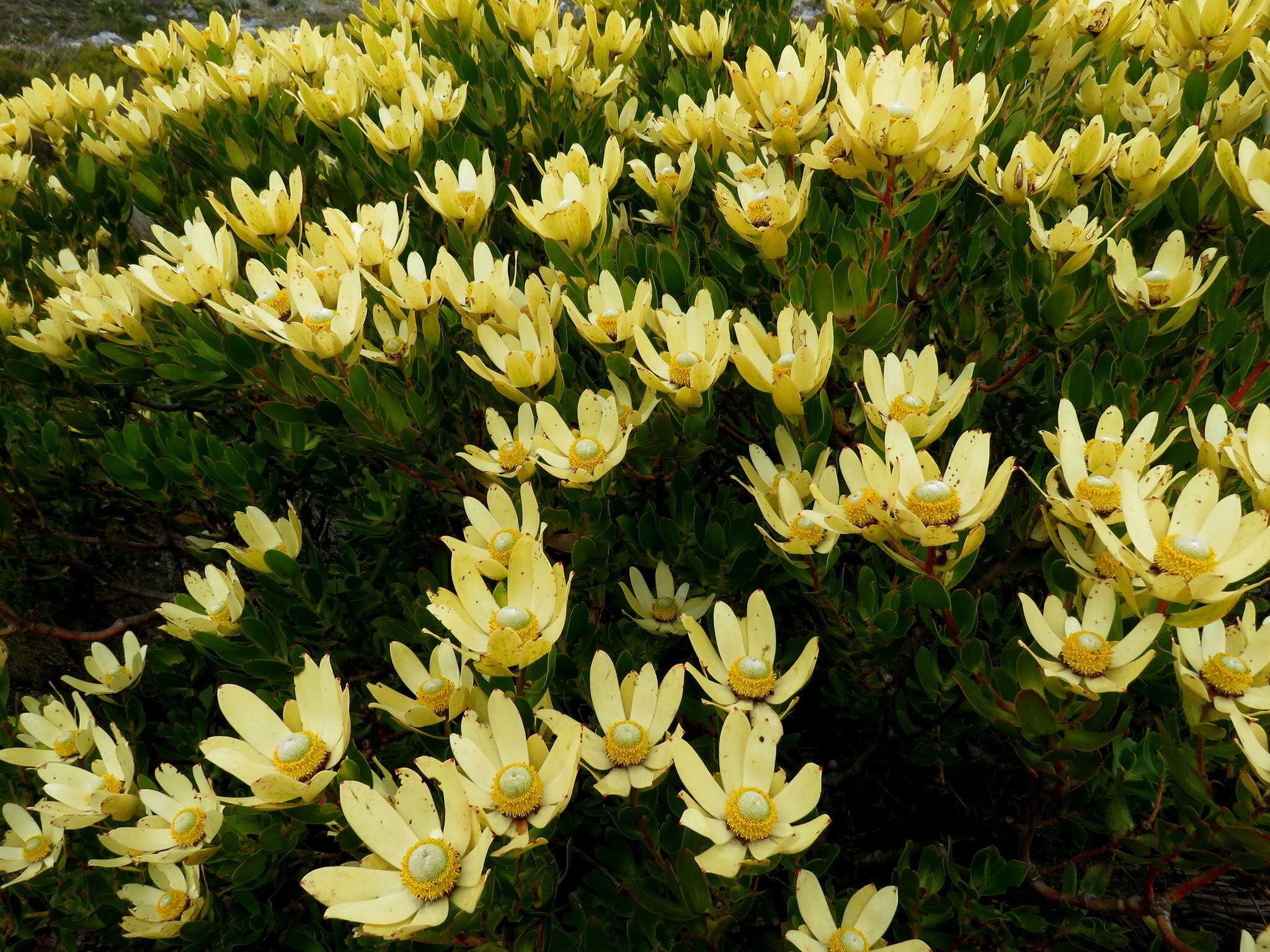 Plancia ëd Leucadendron strobilinum (L.) Druce