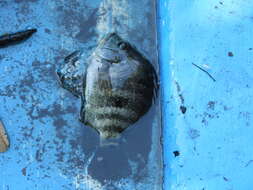 Image of Blackthroat cichlid