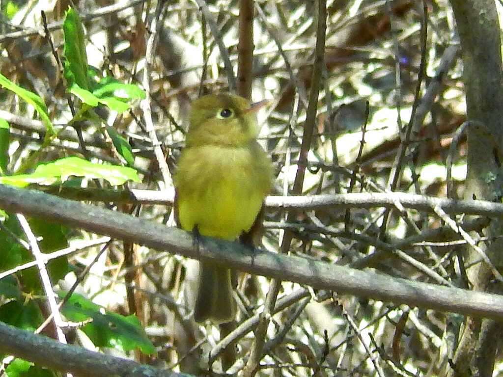 Image of Pacific-slope Flycatcher