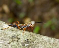 Image of Little Yucatan Mantid