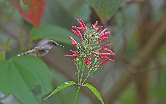 Image of Tolima Blossomcrown