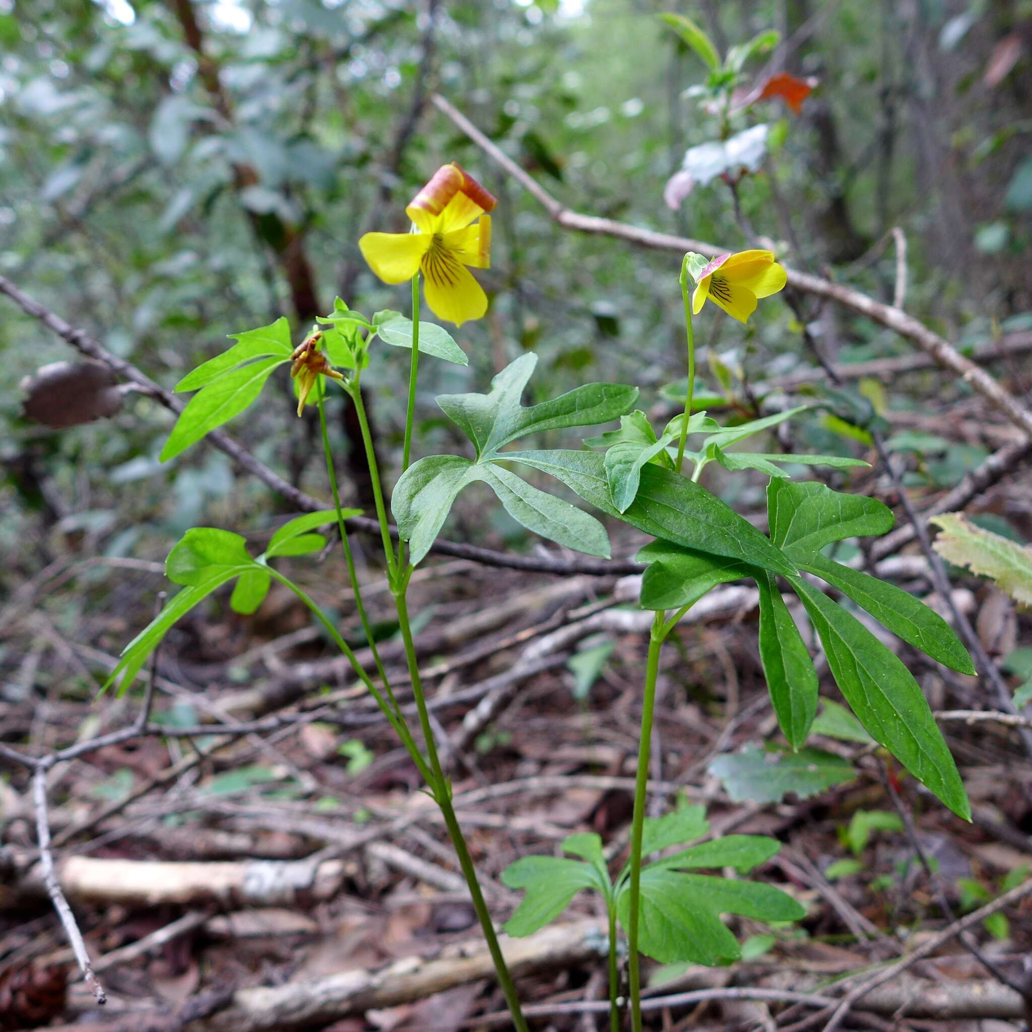 Image of pine violet