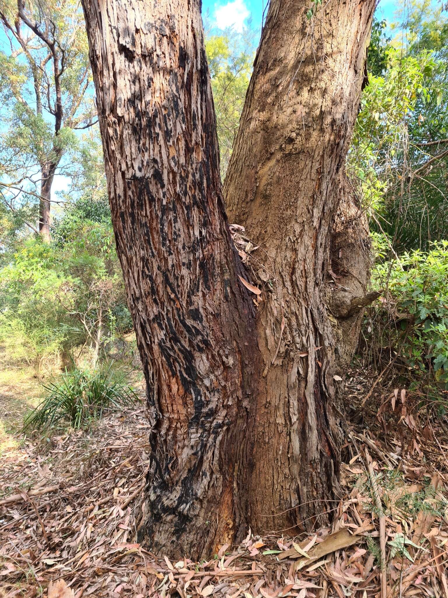 Image of blackbutt