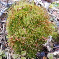 Image of toothedleaf nitrogen moss