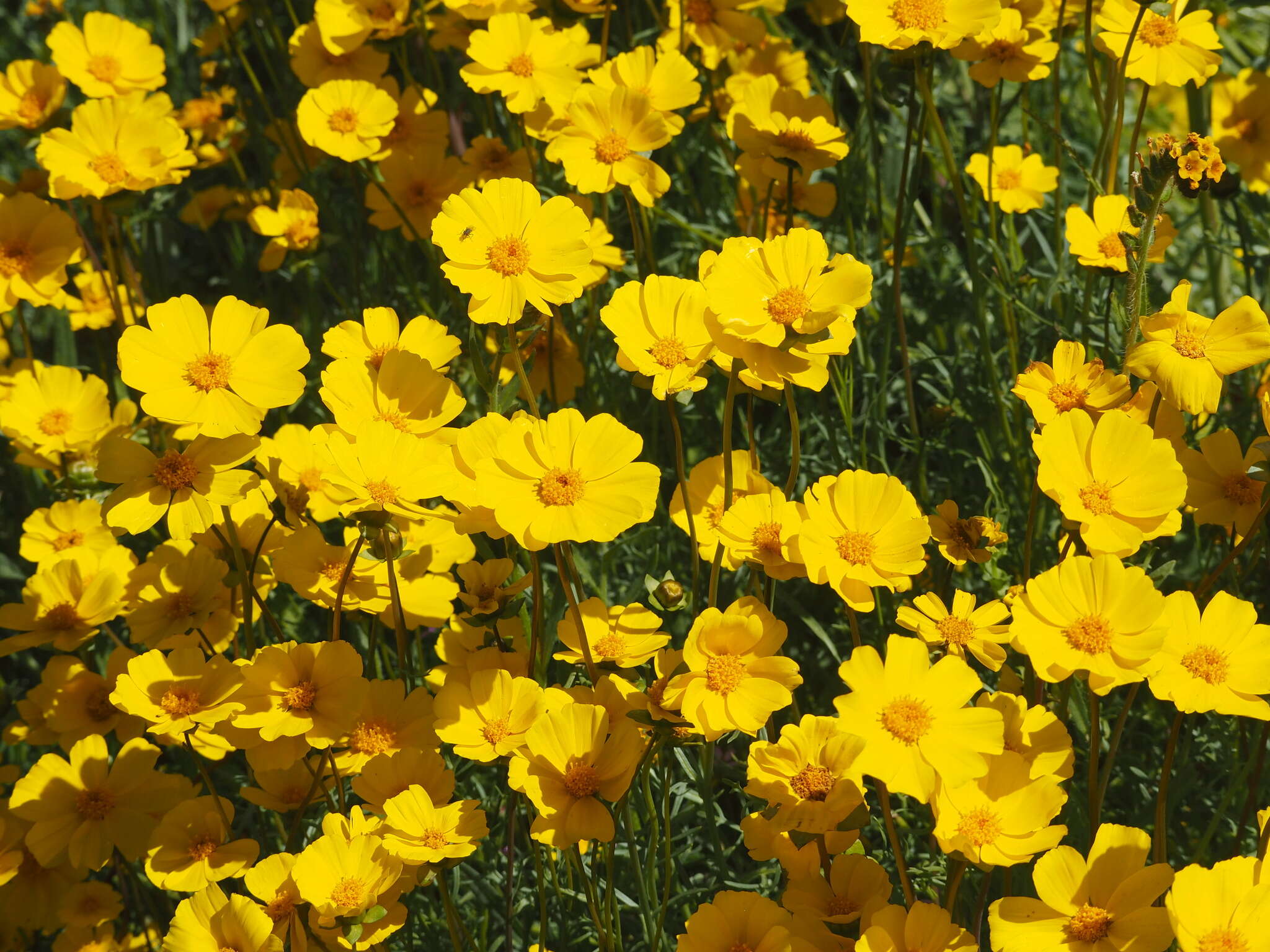 صورة Coreopsis calliopsidea (DC.) A. Gray