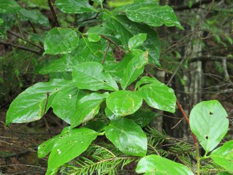 Image of large-winged spindle