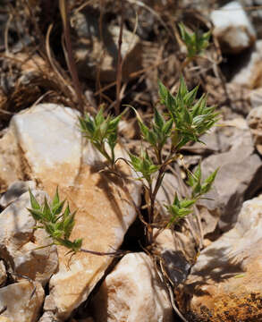 Image of Minuartia meyeri (Boiss.) Bornm.