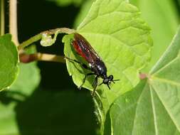 Image of Lampria bicolor (Wiedemann 1828)