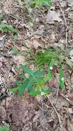 Image of false flowering spurge