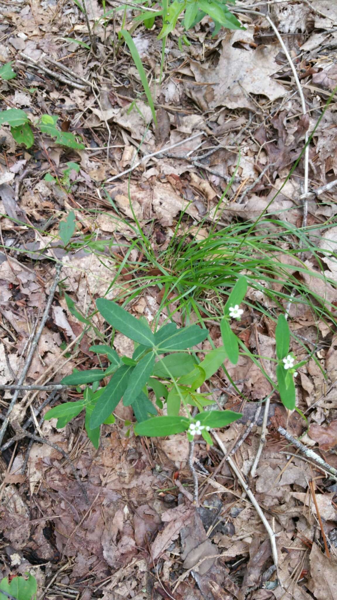 Sivun Euphorbia pubentissima Michx. kuva