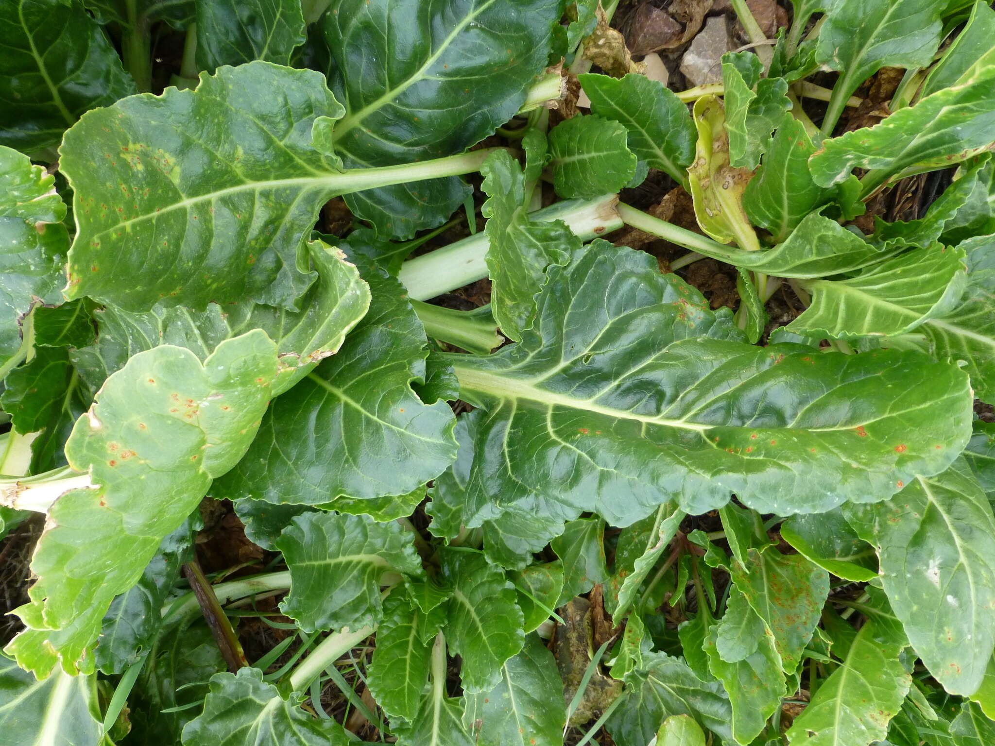 Image of common beet