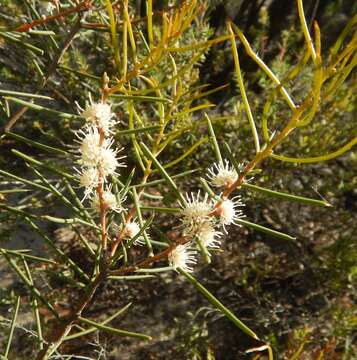 Image of Hakea mitchellii Meissn.