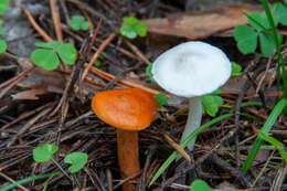 Слика од Lactarius aurantiacus (Pers.) Gray 1821