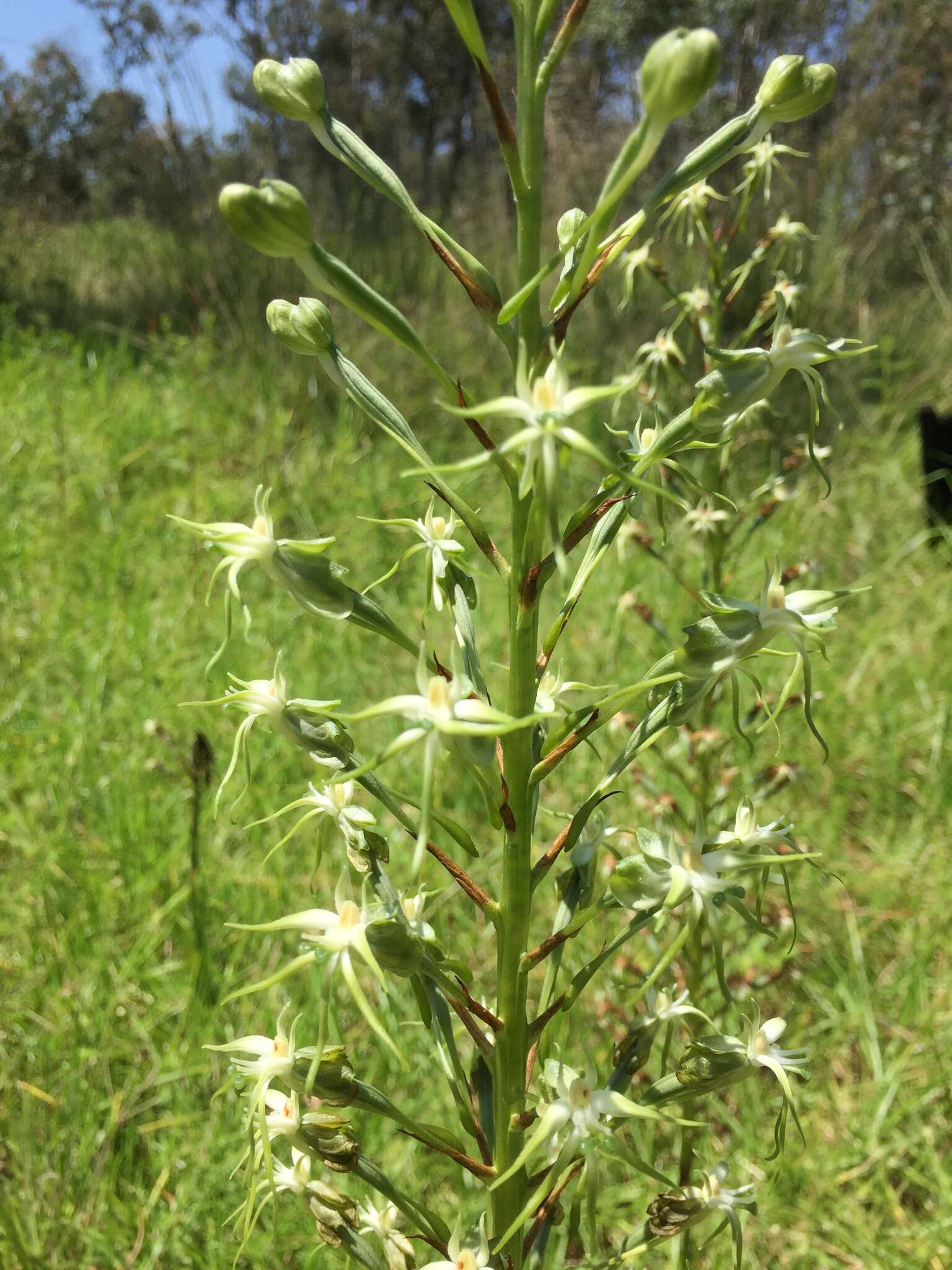 Habenaria nyikana Rchb. fil. resmi