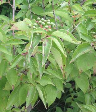 Image de Cornus drummondii C. A. Mey.