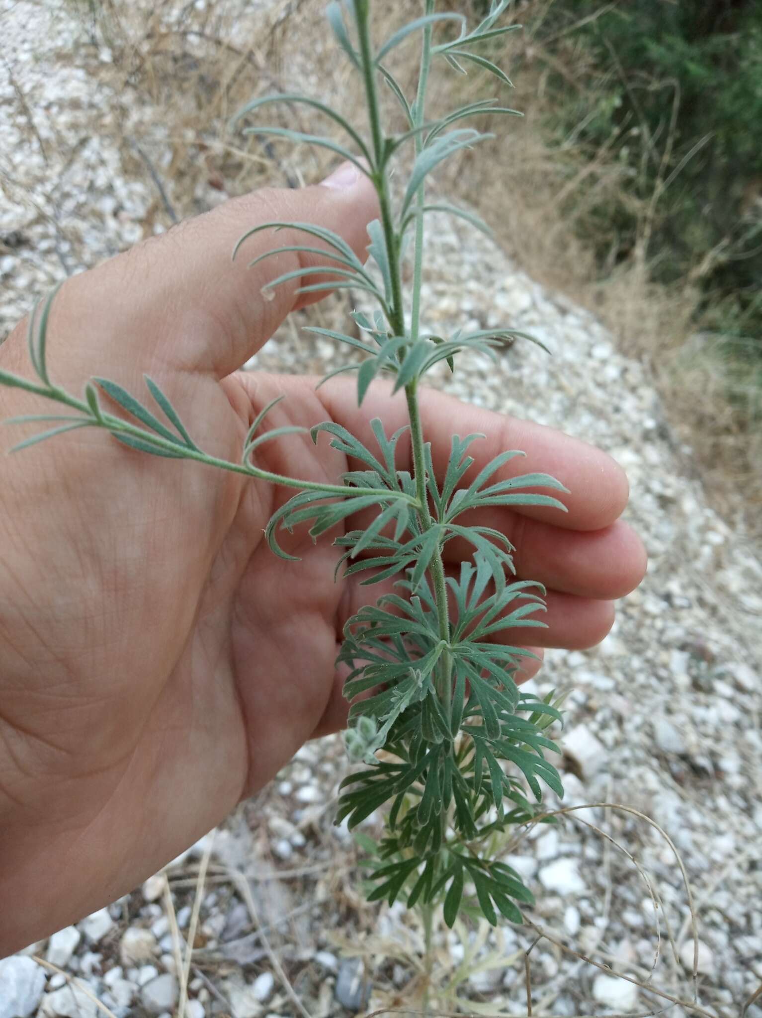 Image of Delphinium peregrinum L.