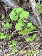 Image of American climbing fern