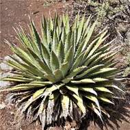 Слика од Agave utahensis subsp. kaibabensis (McKelvey) Gentry